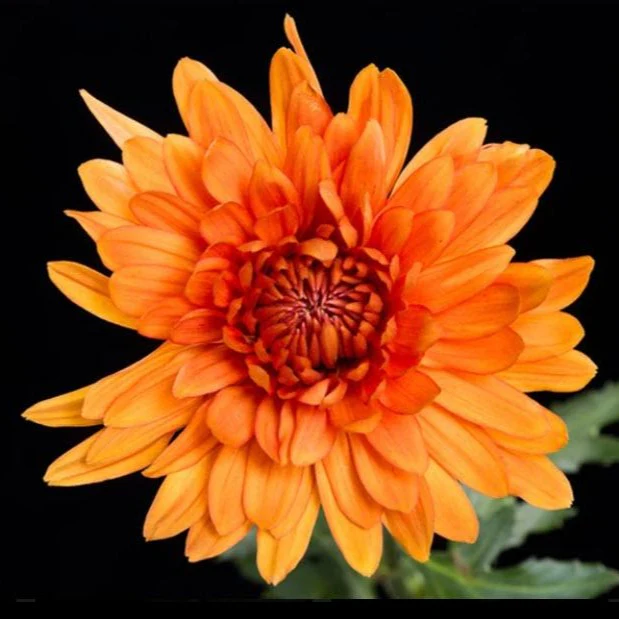 FALL ONLY - Orange Bronze Cremone Flower - Image 3