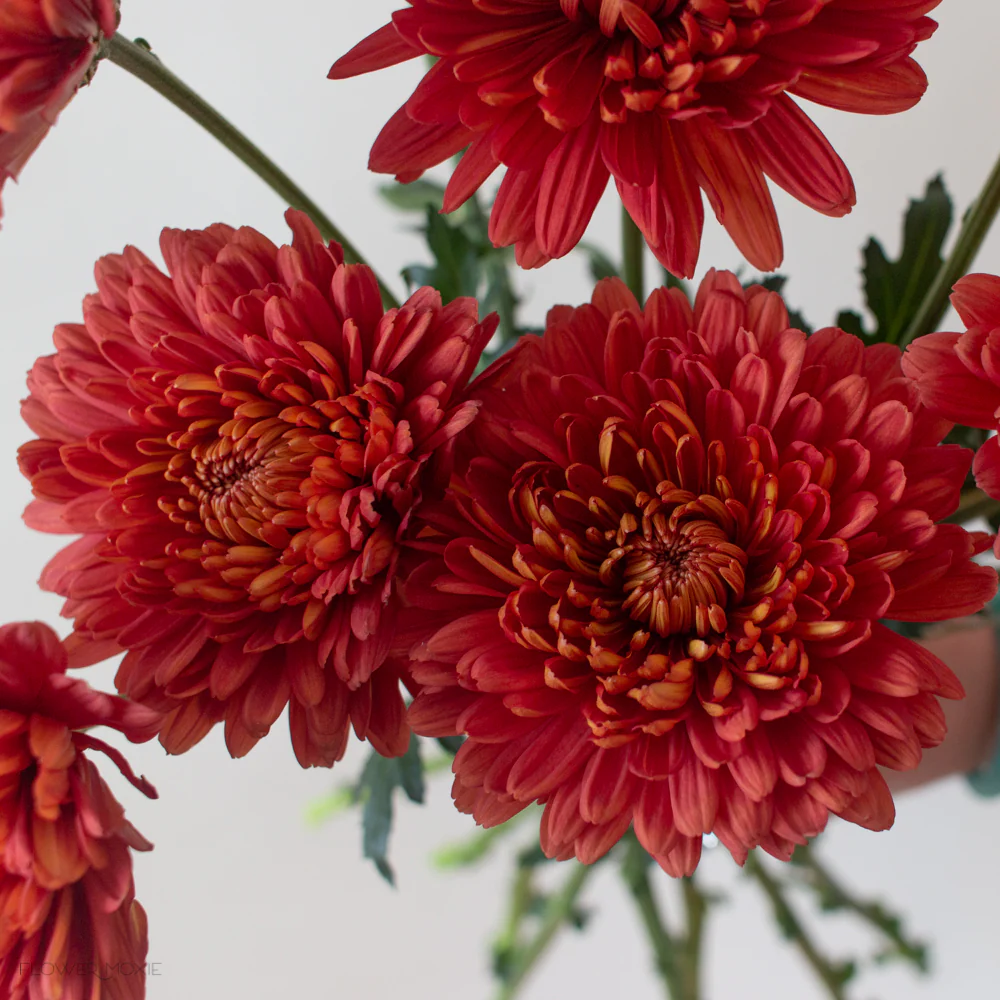 FALL ONLY - Orange Bronze Cremone Flower - Image 5