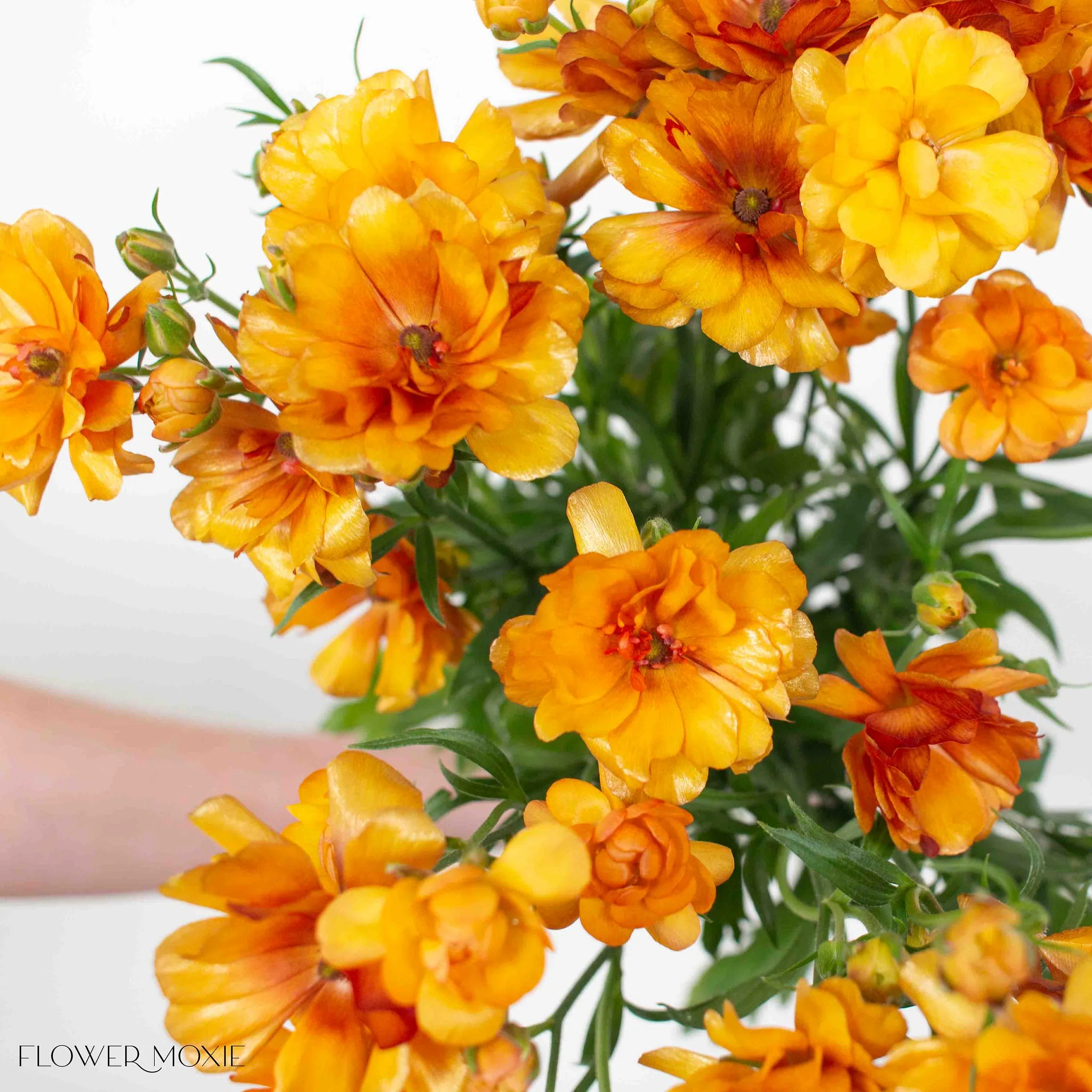 Sunset Orange Butterfly Ranunculus - Image 4