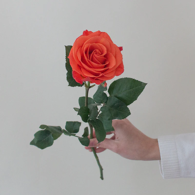 Orange Crush Rose - Image 4