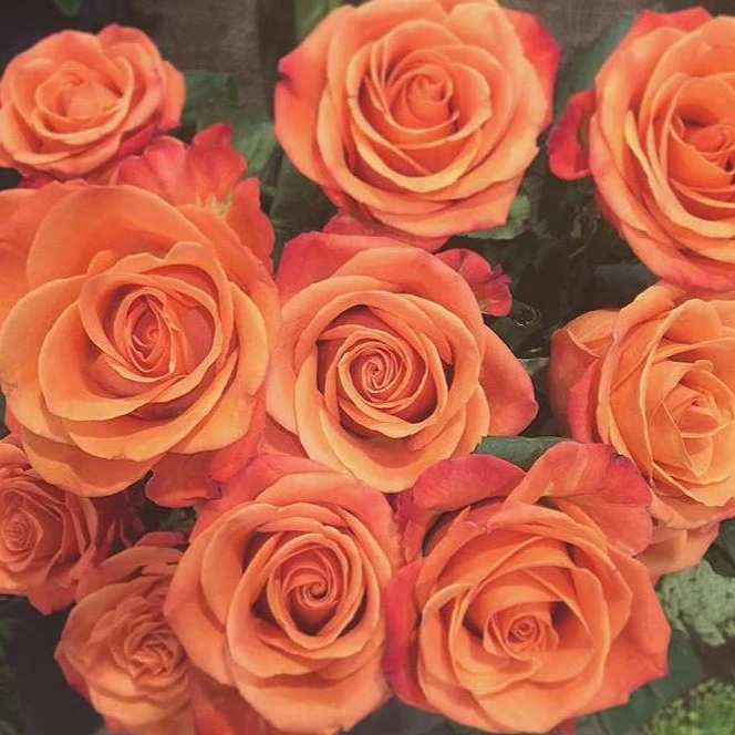 Orange Crush Rose - Image 6