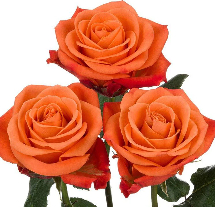 Orange Crush Rose - Image 7