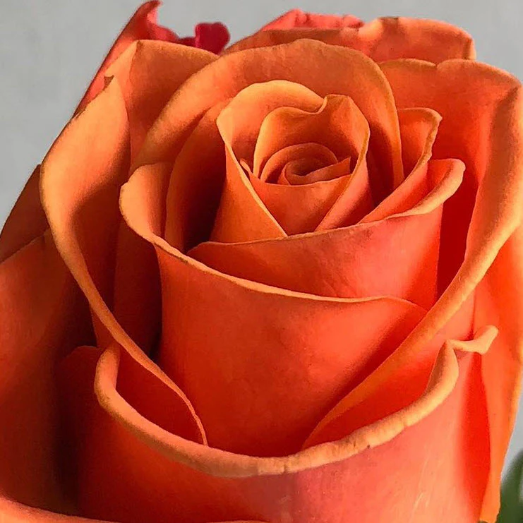 Orange Crush Rose - Image 8