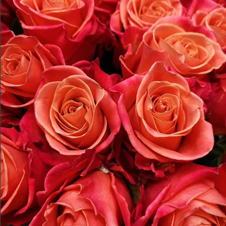 Orange Crush Rose - Image 9