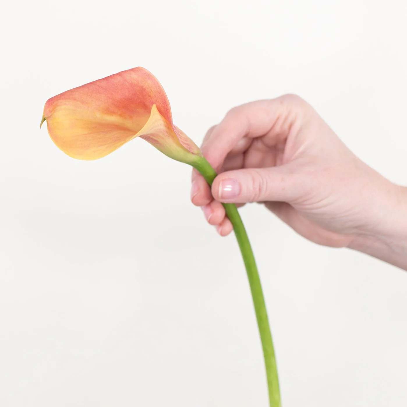 Orange Mini Calla Lily Flower - Image 4