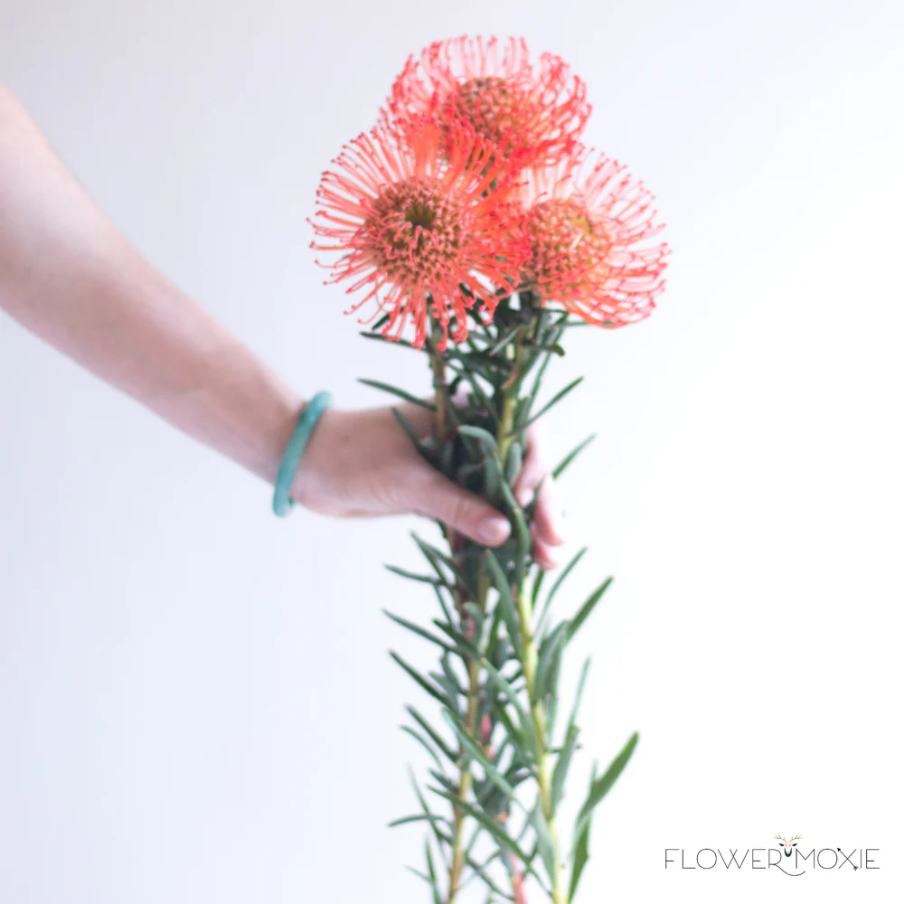 Orange Pincushion Protea Flower - Image 2