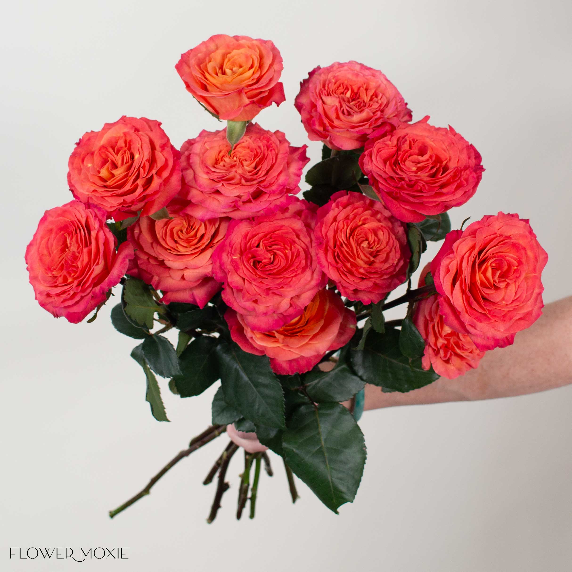 Orange Pink Sunset Garden Rose - Image 2
