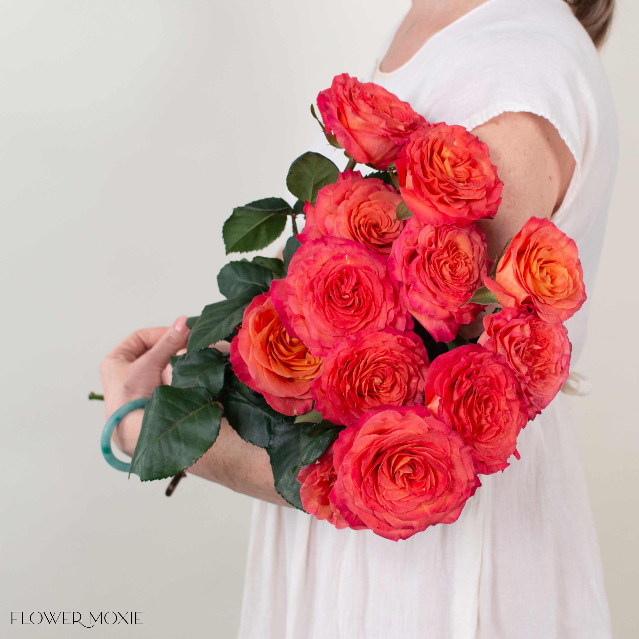 Orange Pink Sunset Garden Rose - Image 3