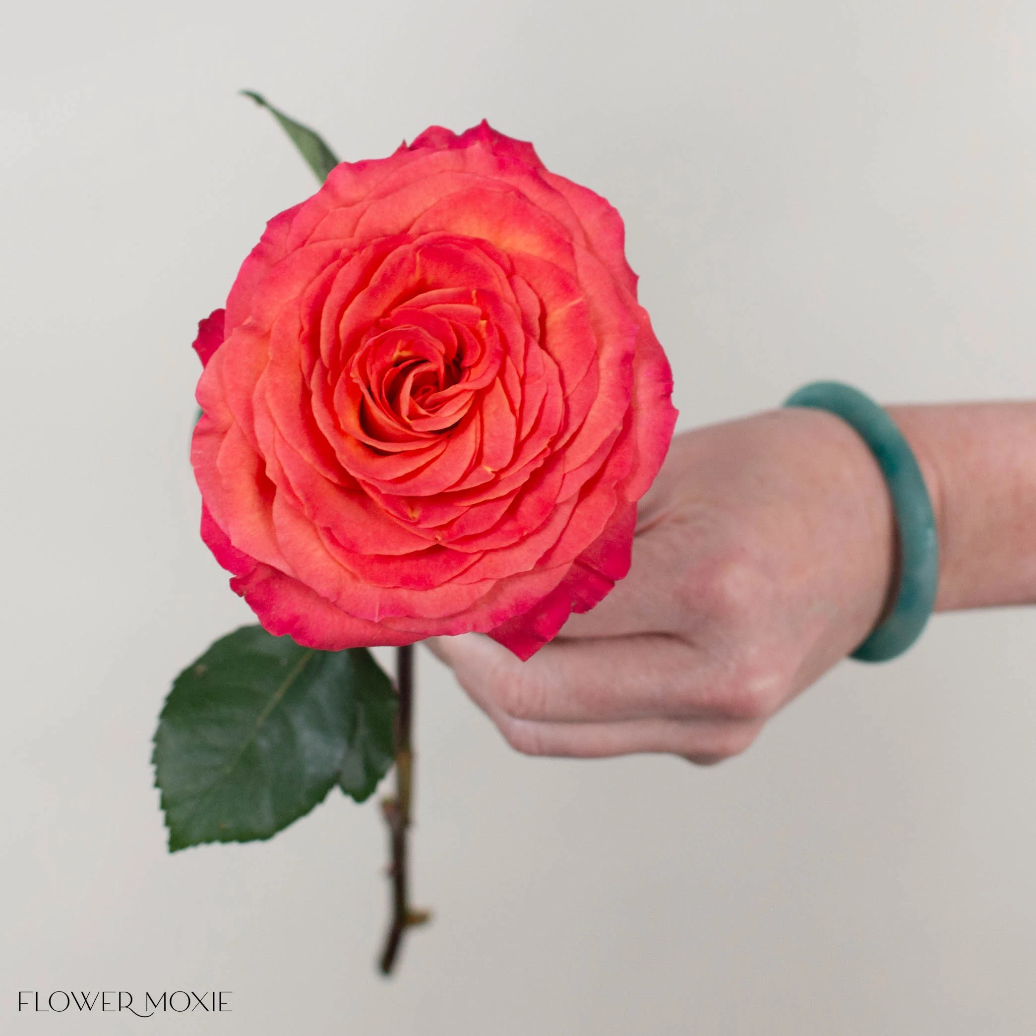 Orange Pink Sunset Garden Rose - Image 4