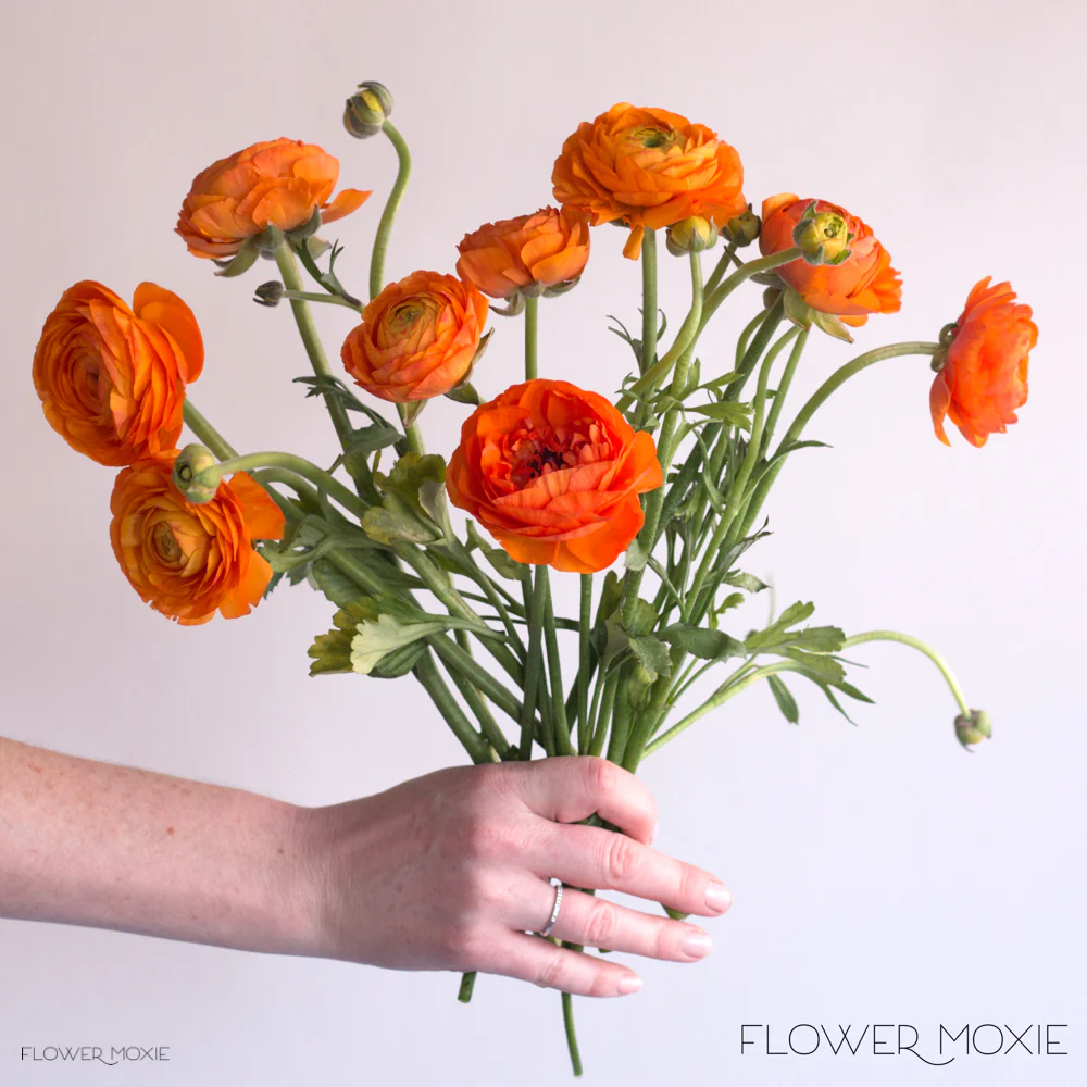Orange Ranunculus Flower - Image 2
