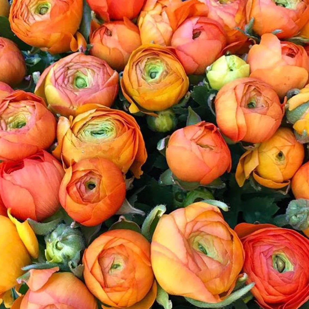 Orange Ranunculus Flower - Image 5