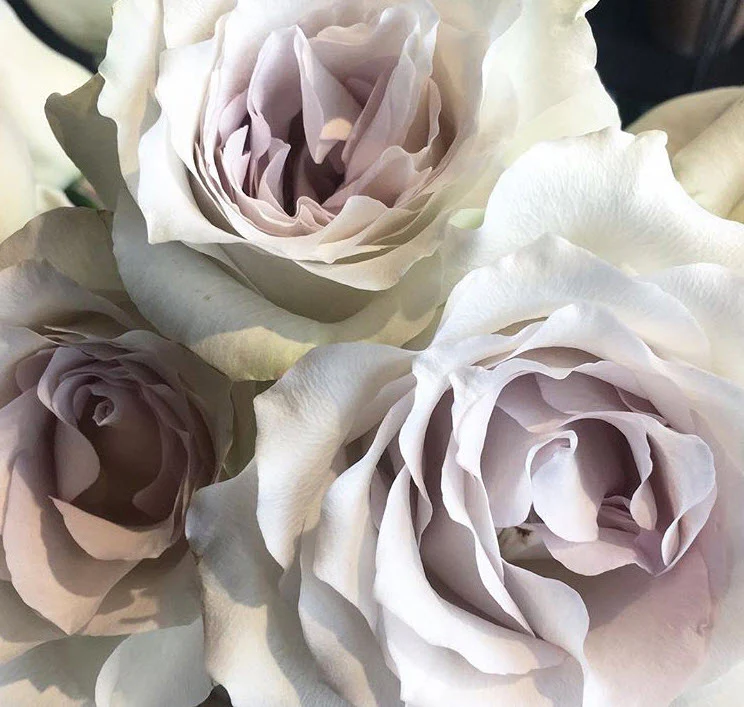 Pale Lavender Early Grey Rose - Image 10