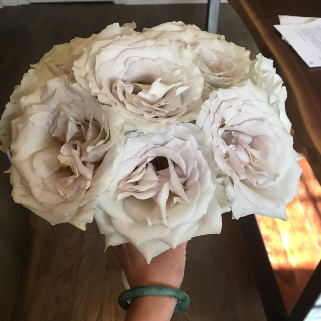 Pale Lavender Early Grey Rose - Image 7