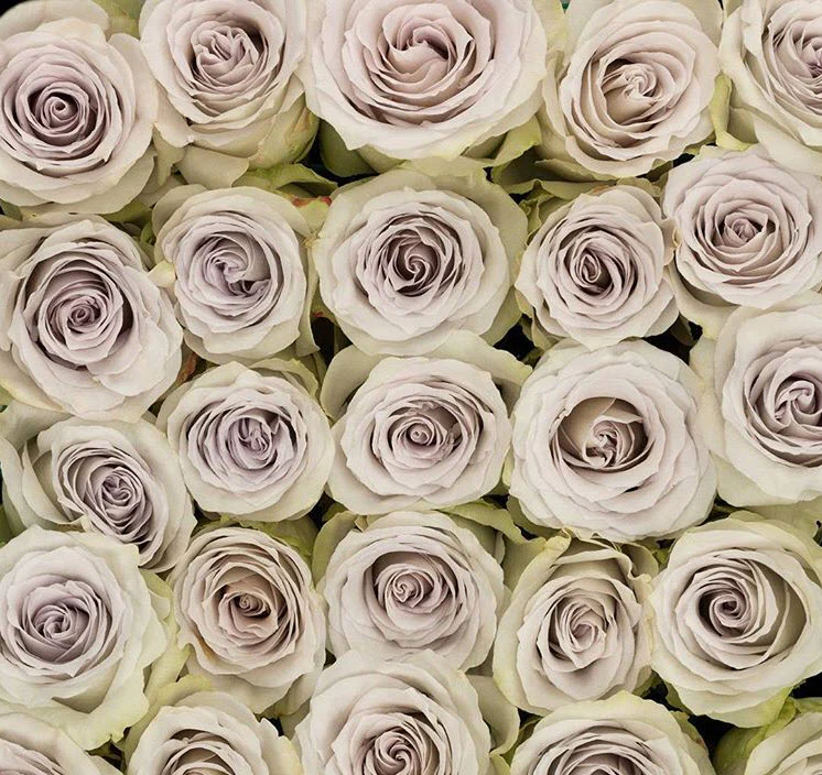 Pale Lavender Early Grey Rose - Image 9