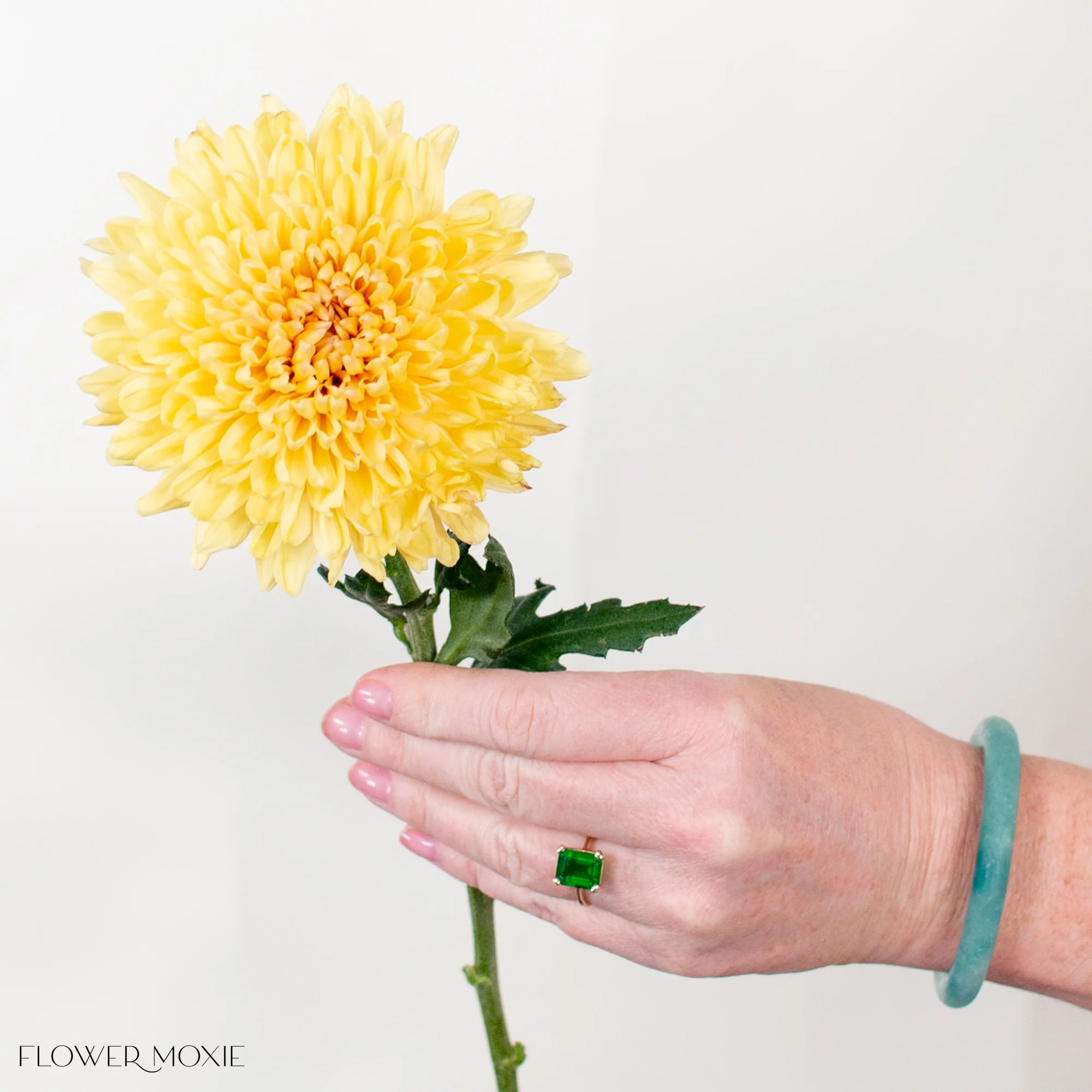 Pale Yellow Cremone Flower - Image 3