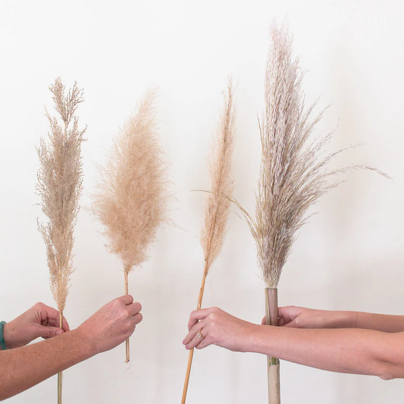 Dried Natural Beige Pampas Grass