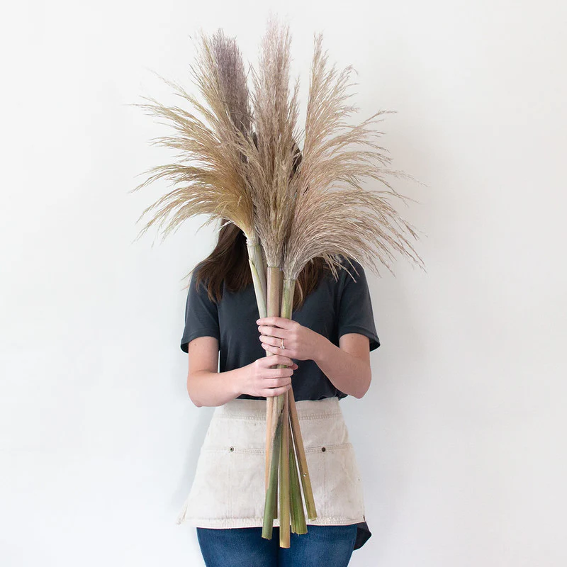Dried Natural Beige Pampas Grass - Image 2
