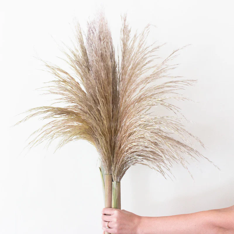 Dried Natural Beige Pampas Grass - Image 3