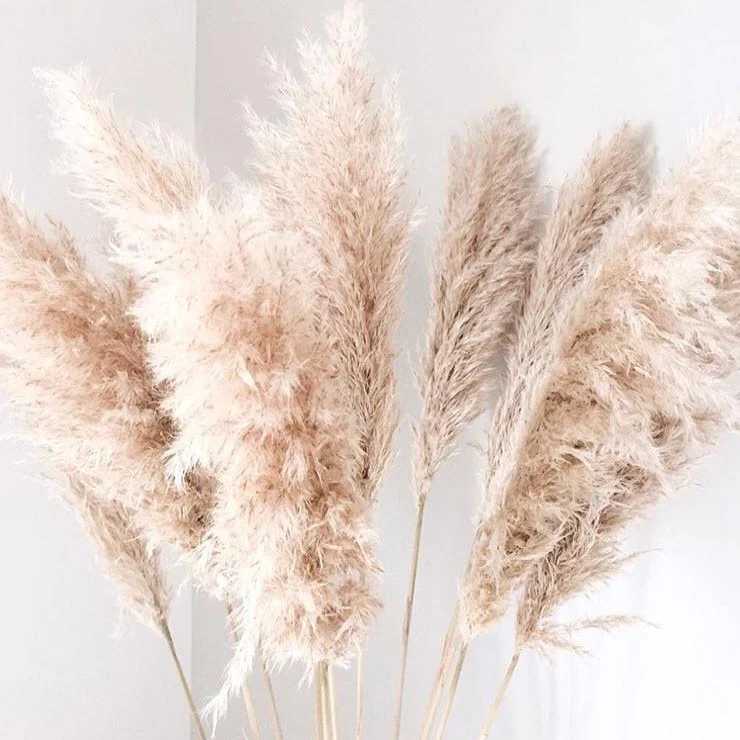 Dried Natural Beige Pampas Grass - Image 5