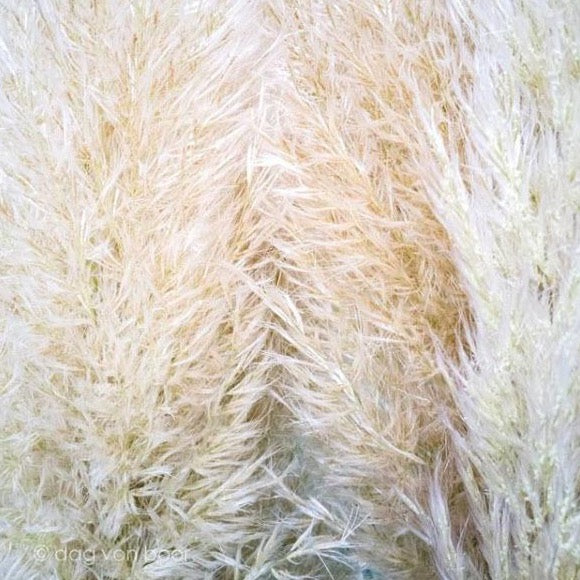 Dried Natural Beige Pampas Grass - Image 6