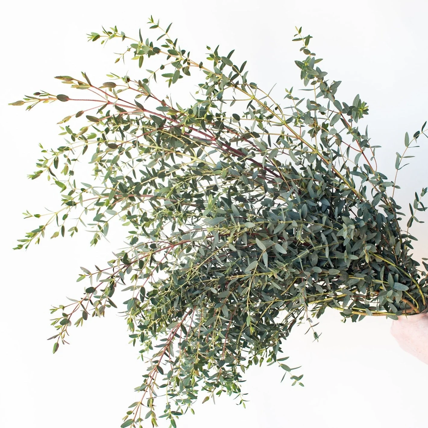 Parvifolia Eucalyptus Greenery - Image 3