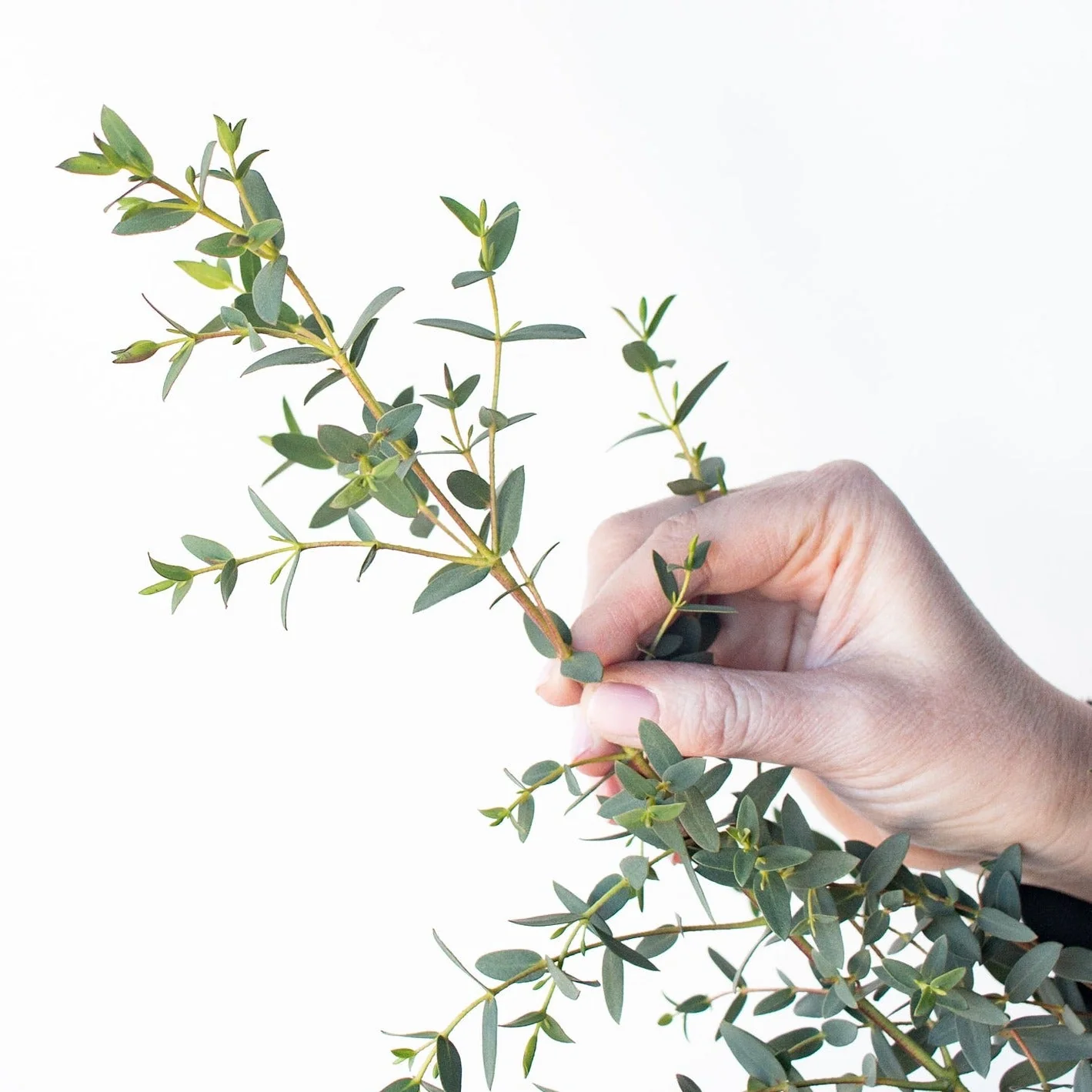 Parvifolia Eucalyptus Greenery - Image 4