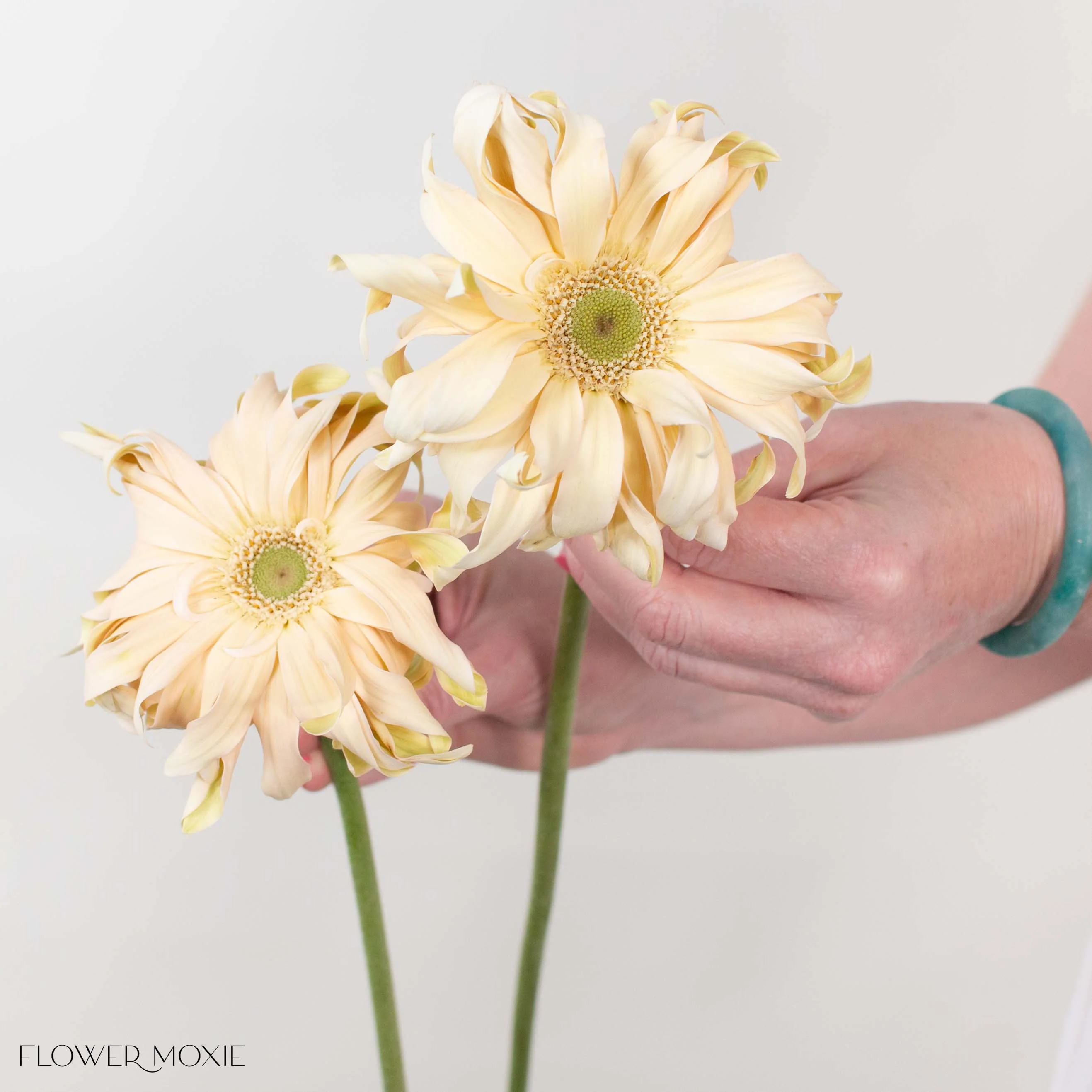 Beige Curly Mini Gerbera Daisies - Image 3