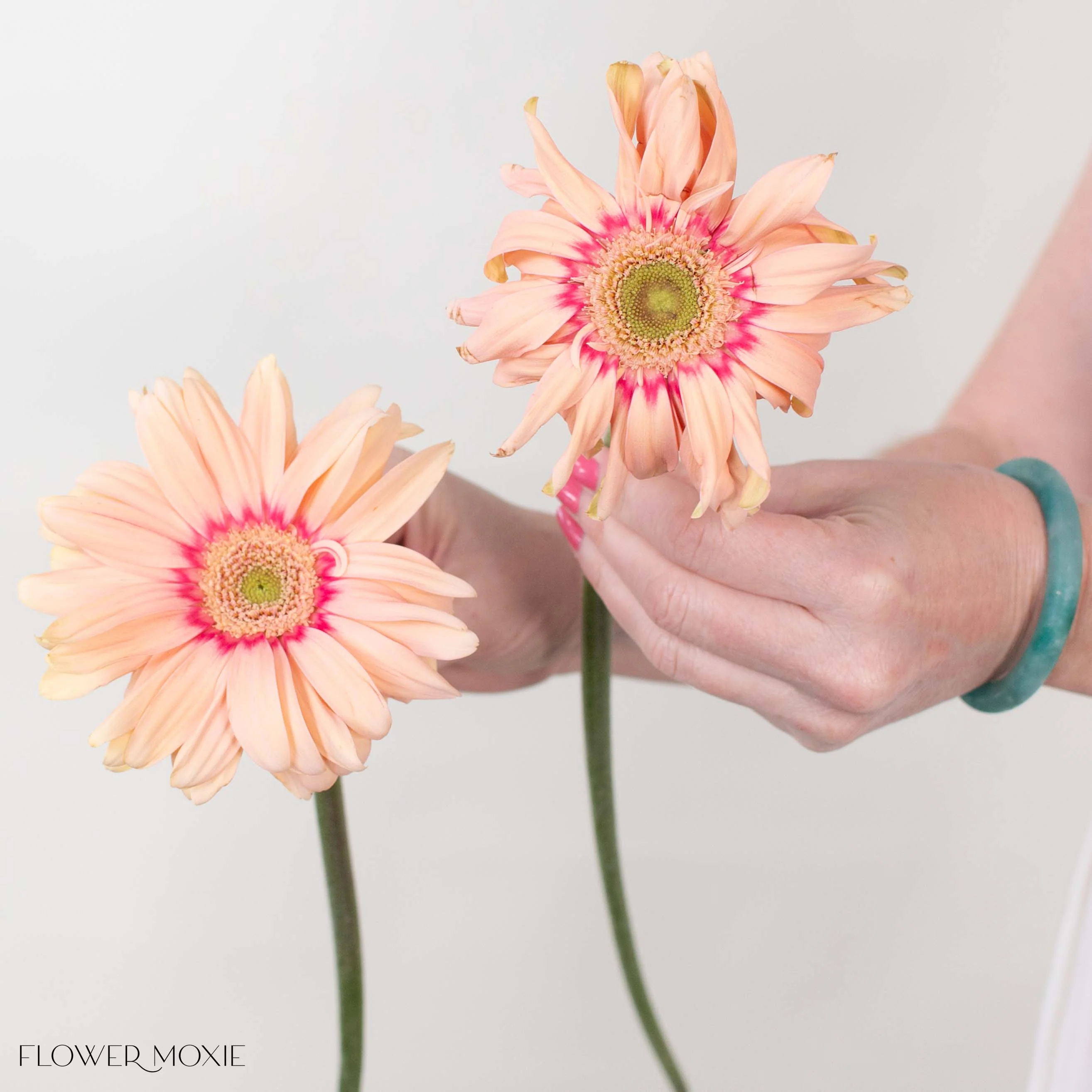 Peach Curly Mini Gerbera Daisies - Image 4