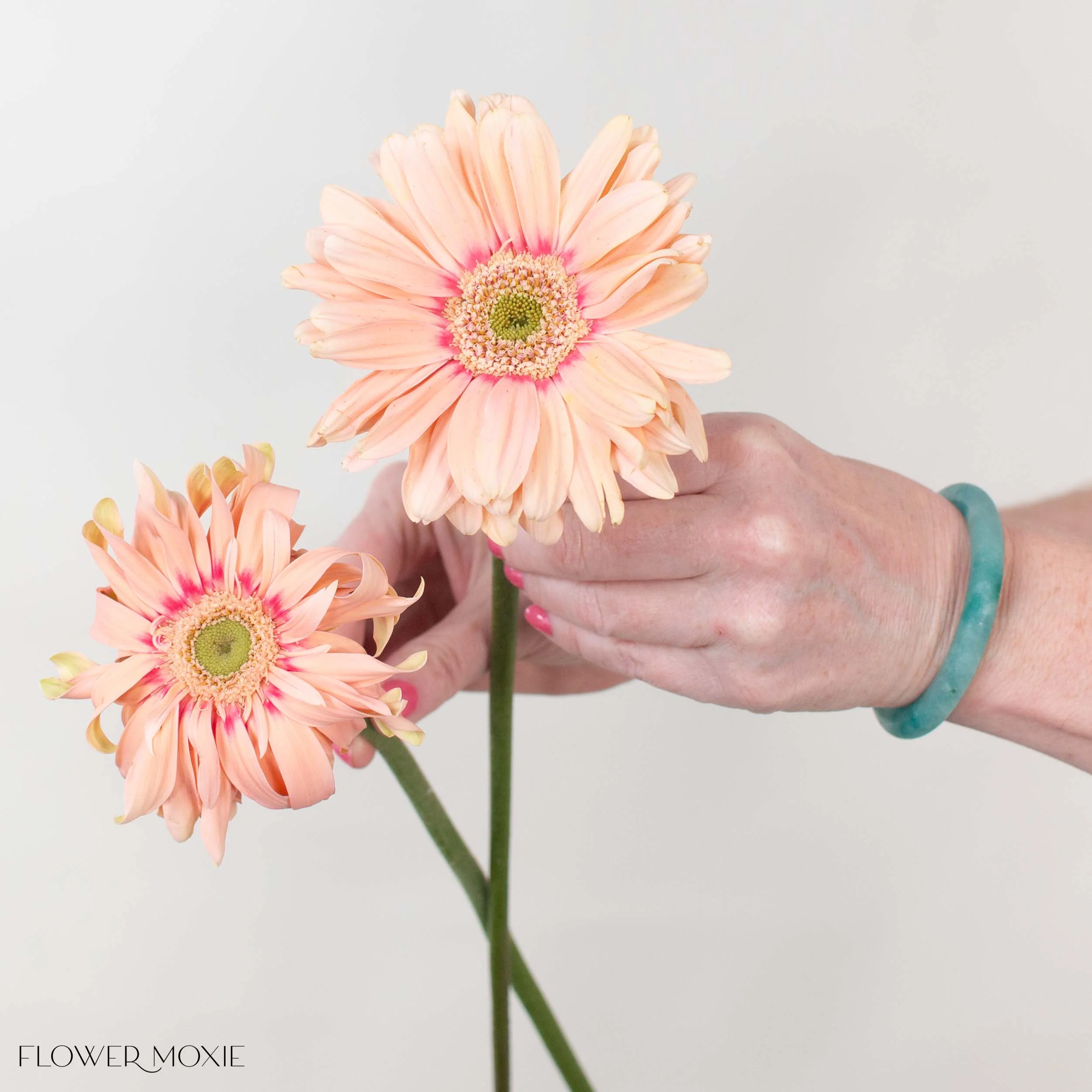 Peach Curly Mini Gerbera Daisies - Image 5