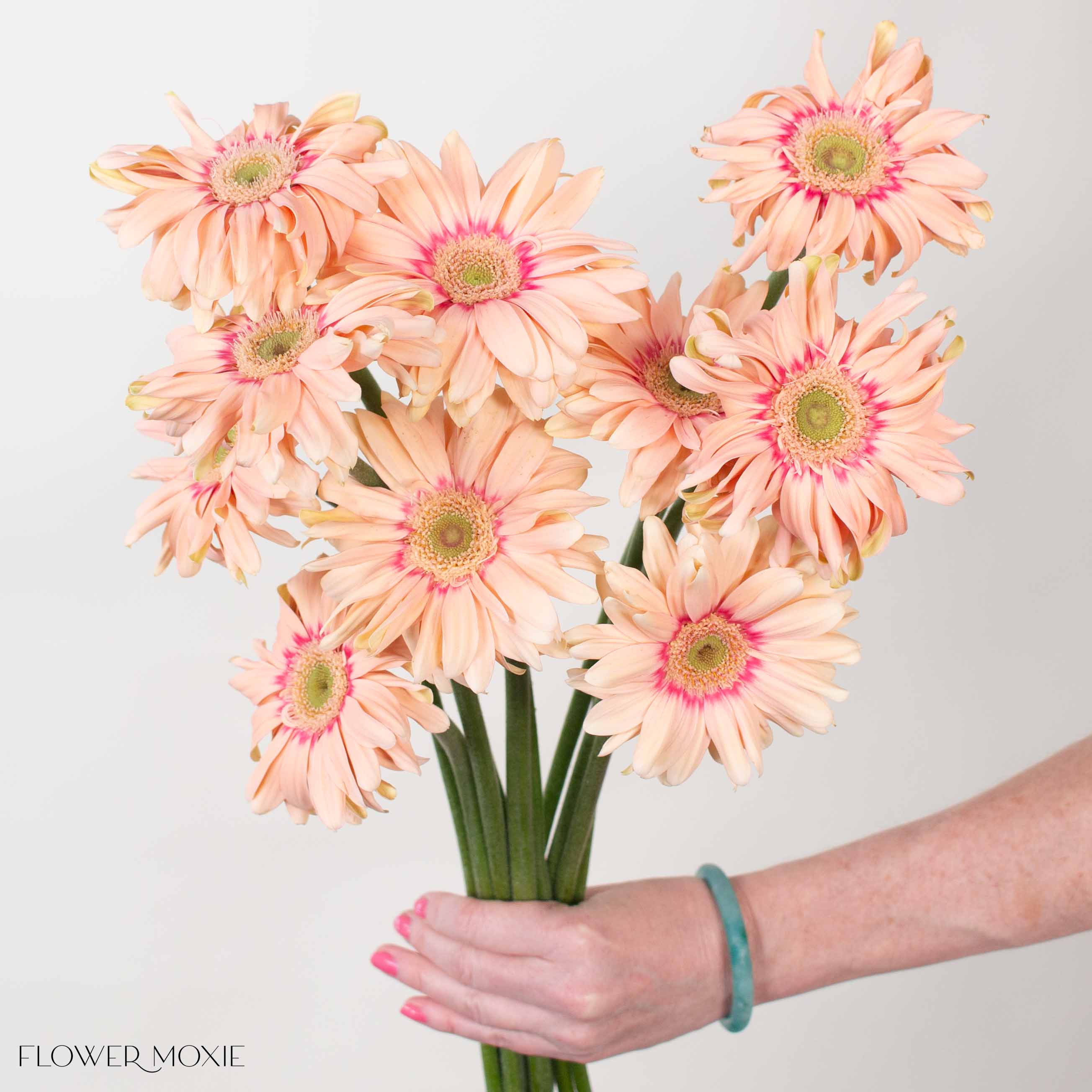 Peach Curly Mini Gerbera Daisies - Image 6