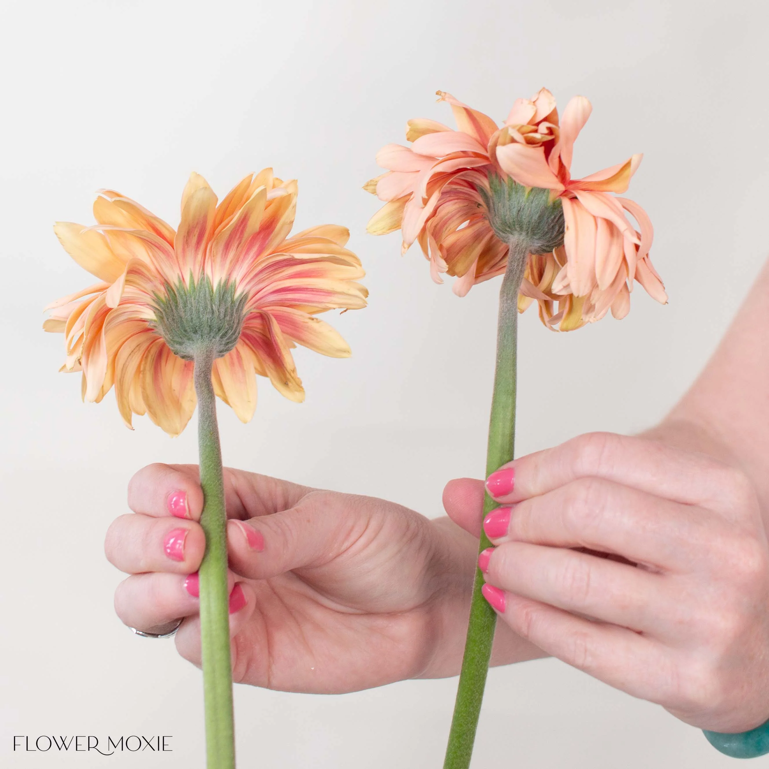 Peach Curly Mini Gerbera Daisies - Image 7
