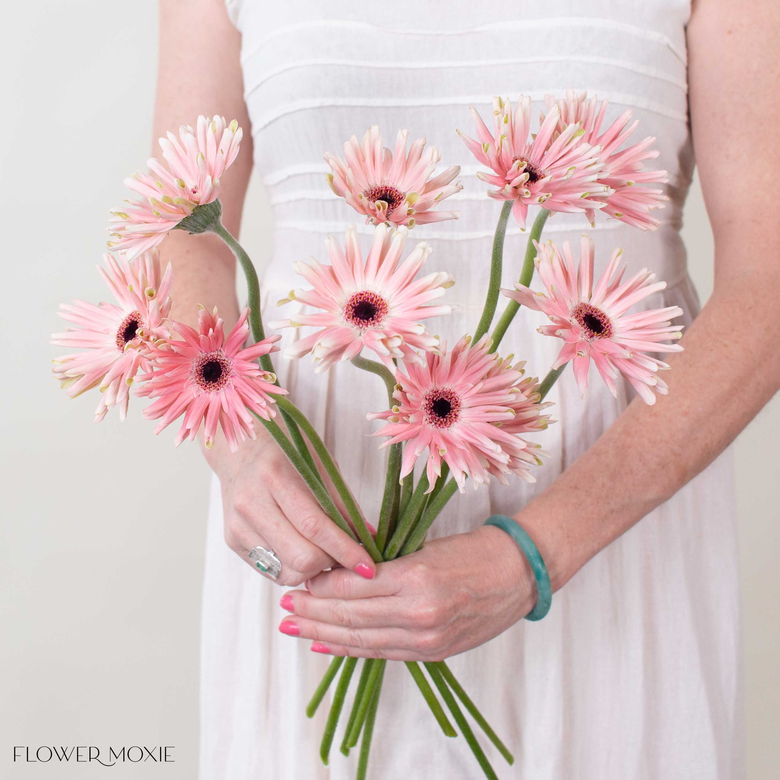 Blush Curly Mini Gerbera Daisies