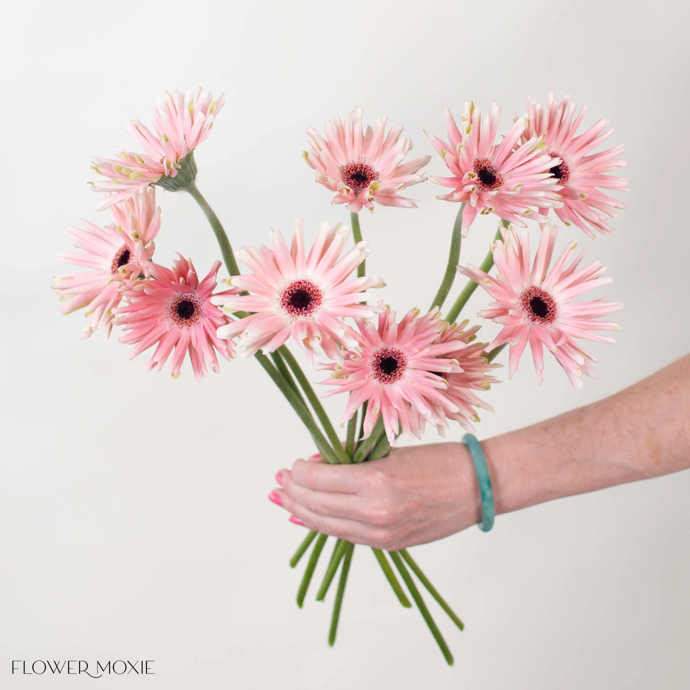 Blush Curly Mini Gerbera Daisies - Image 2