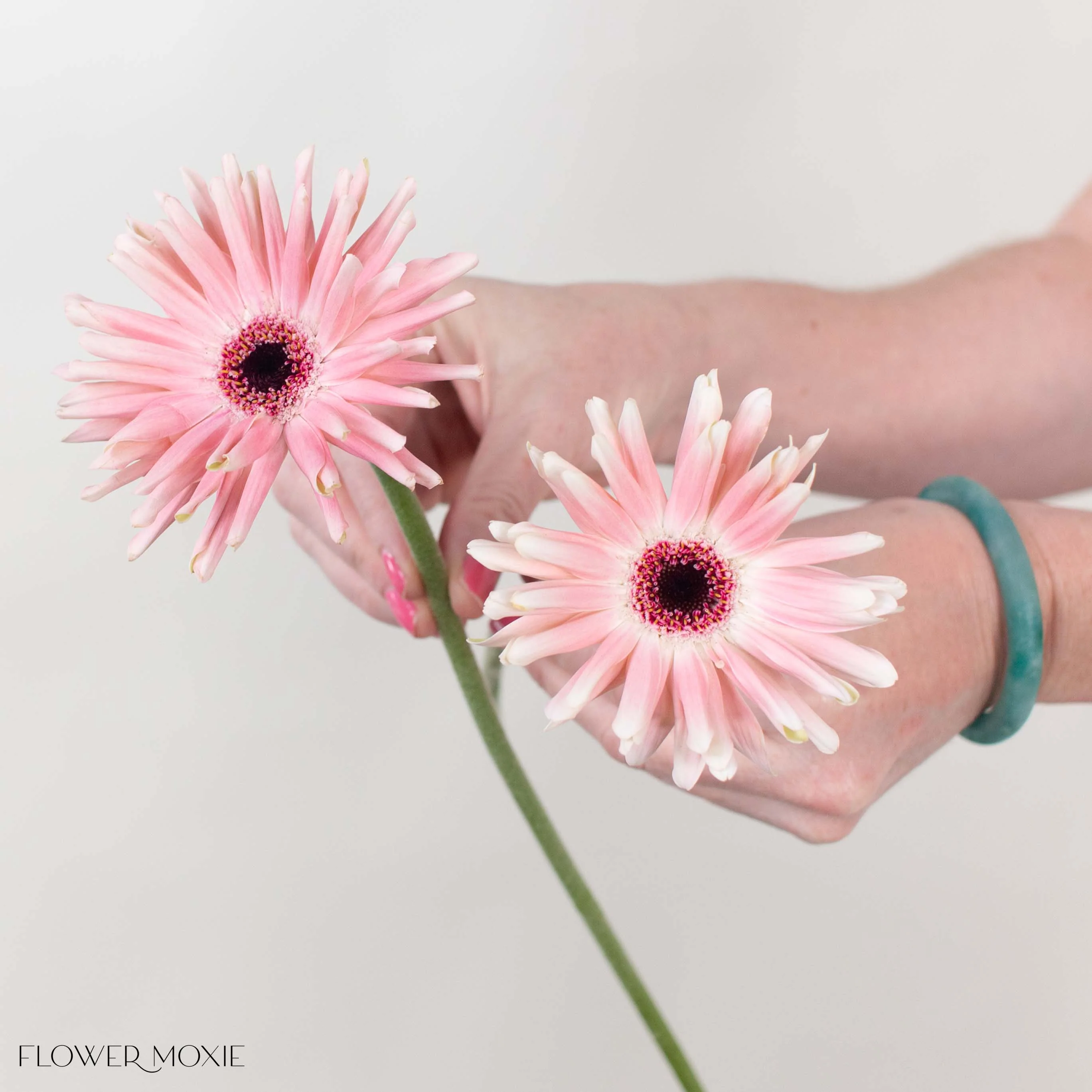 Blush Curly Mini Gerbera Daisies - Image 3