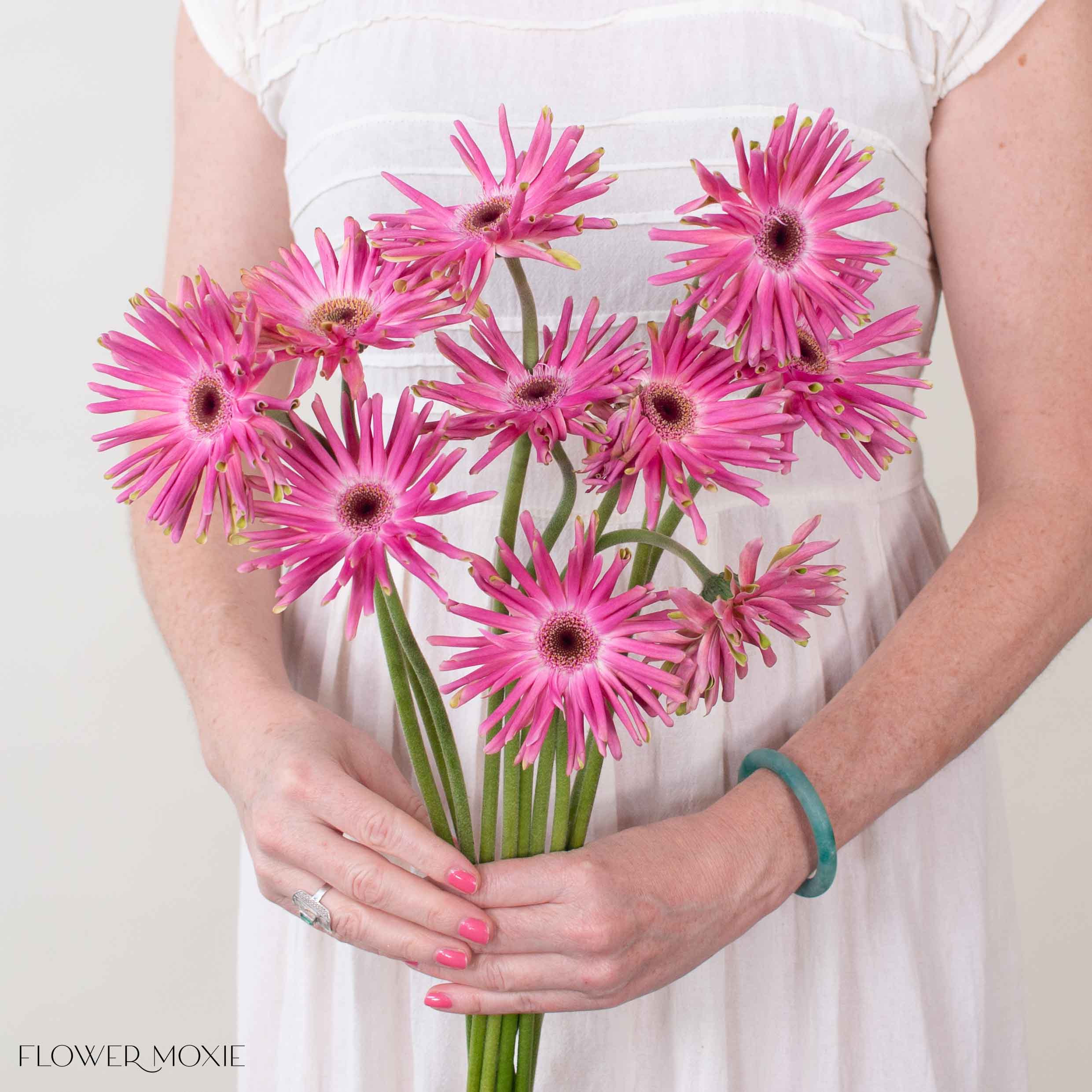 Mauve Curly Mini Gerbera Daisies