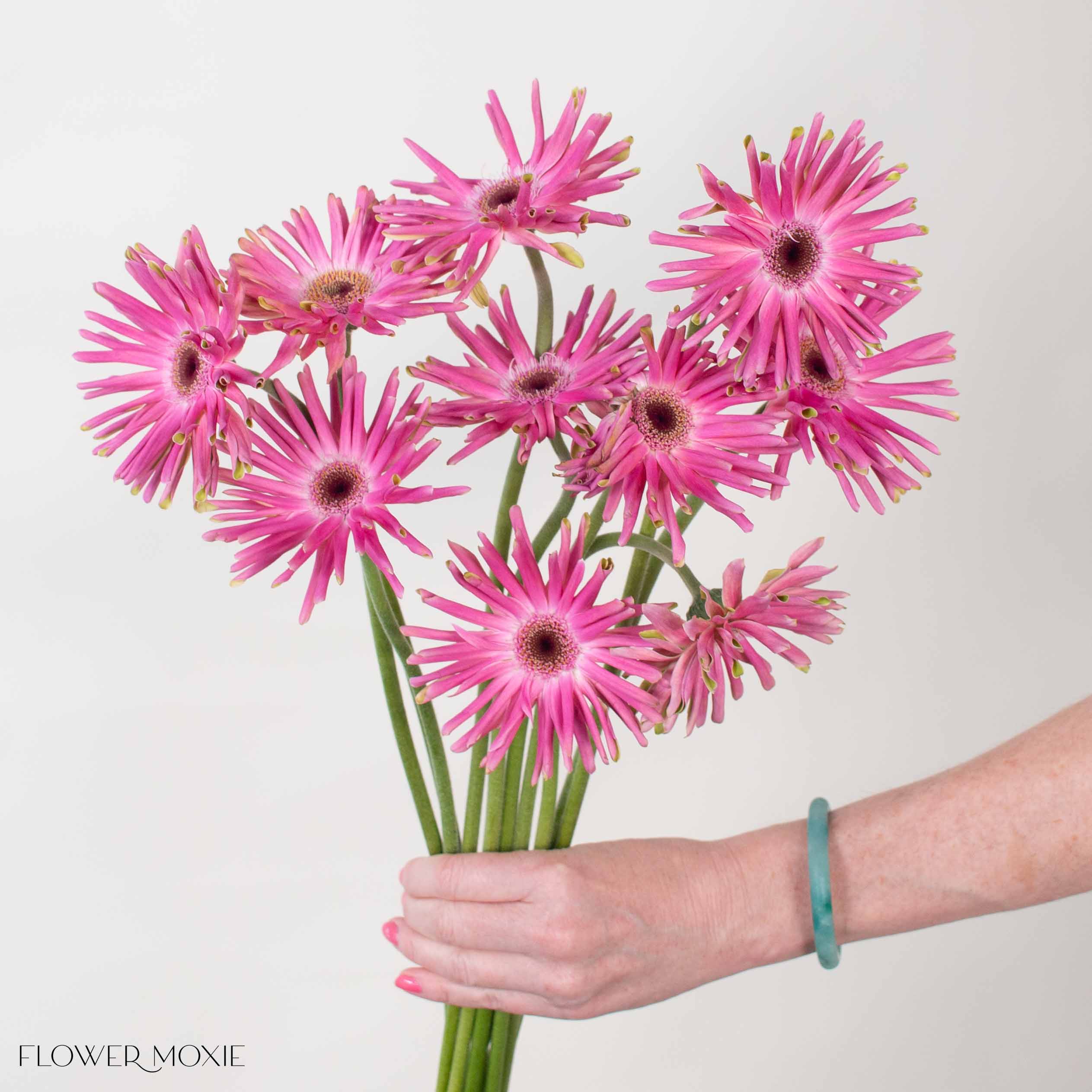 Mauve Curly Mini Gerbera Daisies - Image 2
