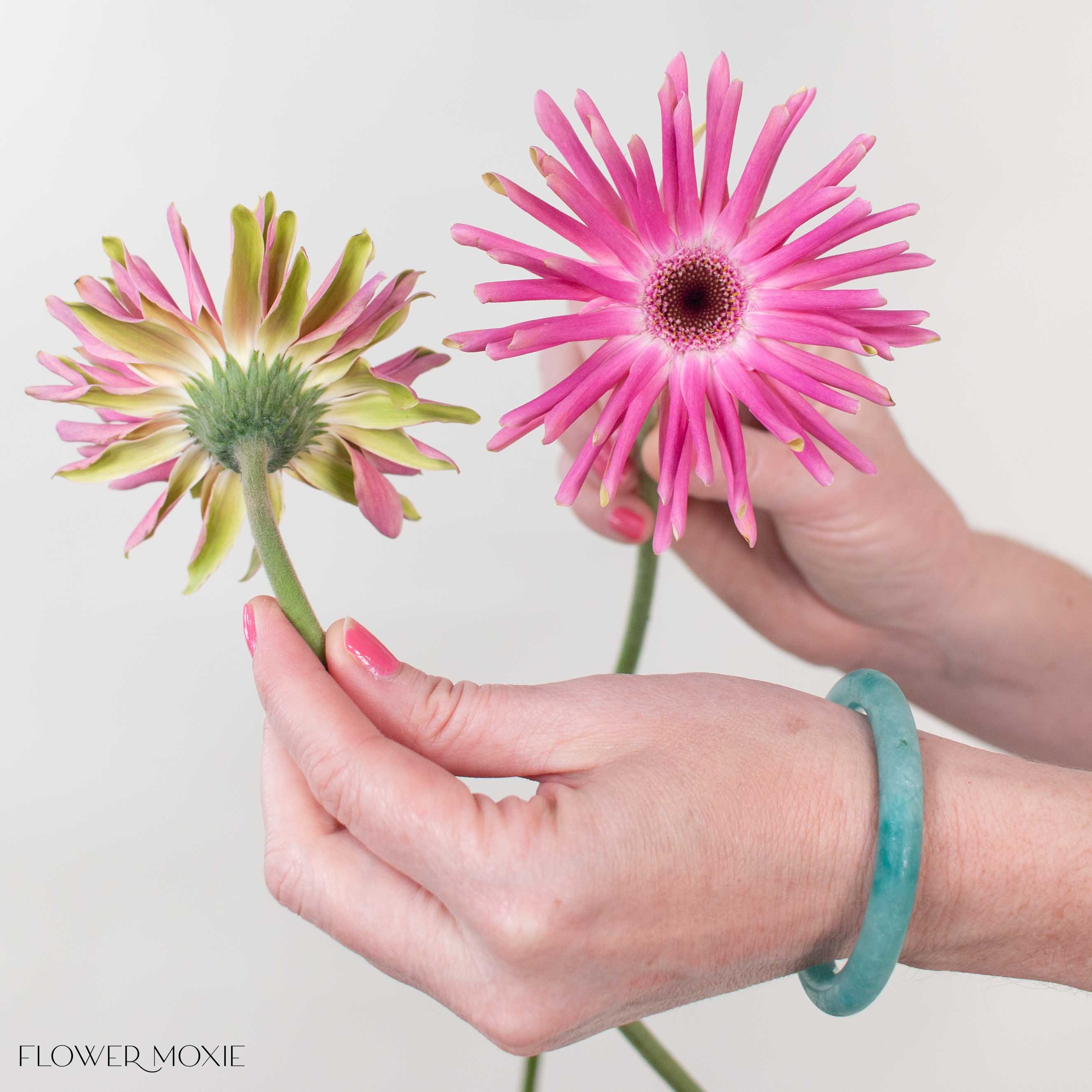 Mauve Curly Mini Gerbera Daisies - Image 3