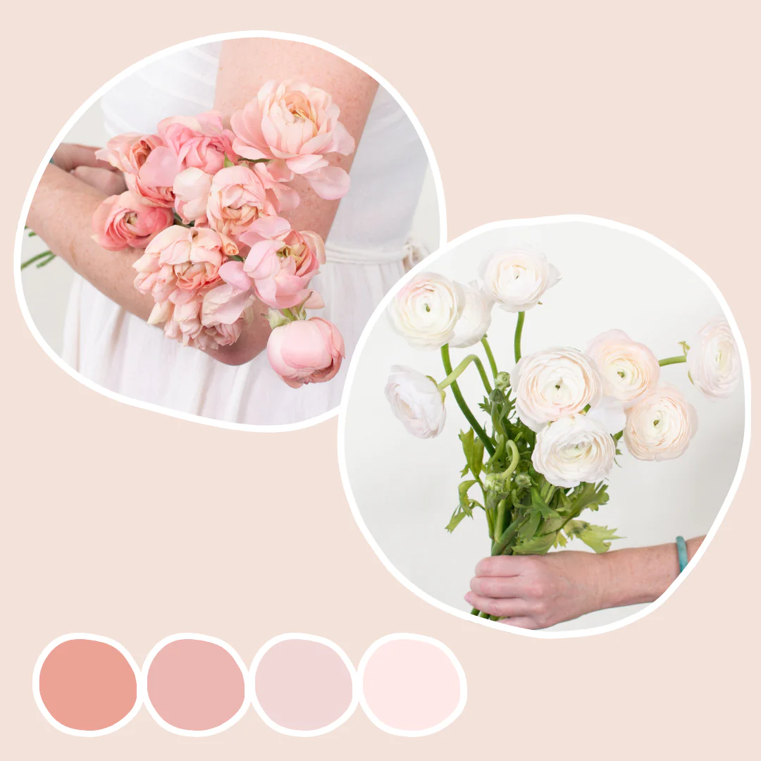 Peach and Blush Italian Ranunculus Mixed Box