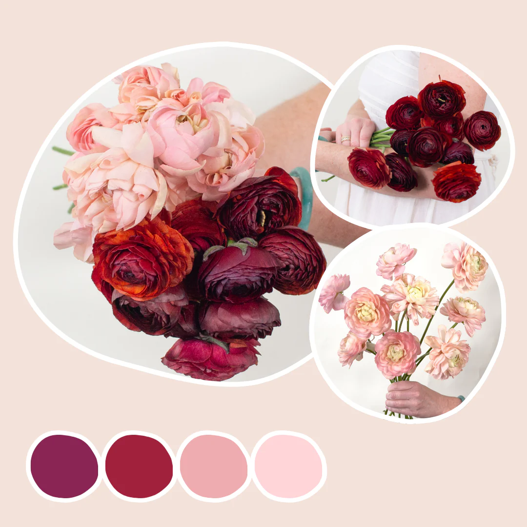 Peach and Chocolate Ranunculus Mixed Box
