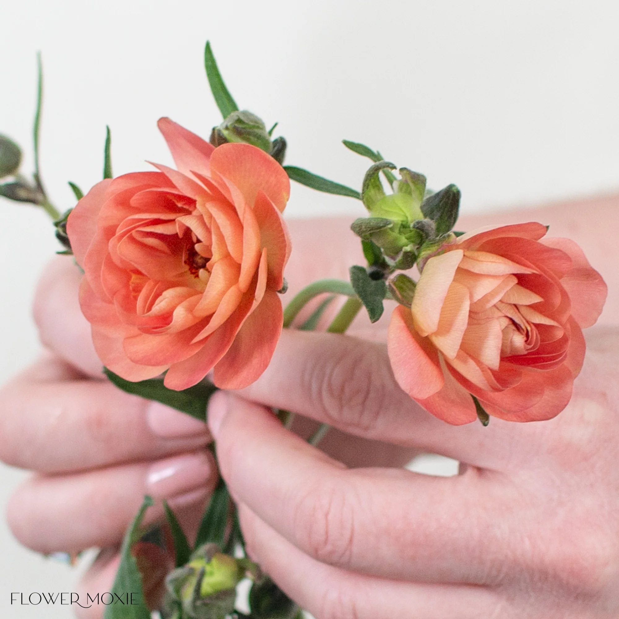 Peach Butterfly Ranunculus - Image 5