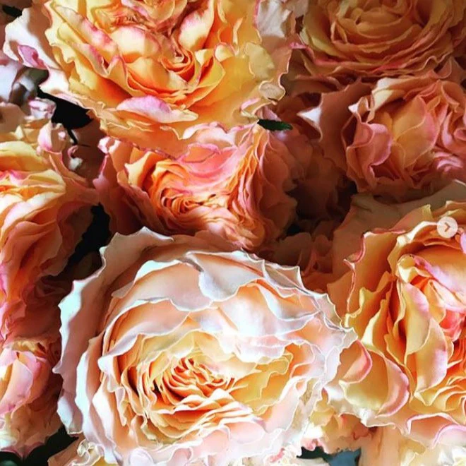 Mayra's Peach Garden Rose - Image 5