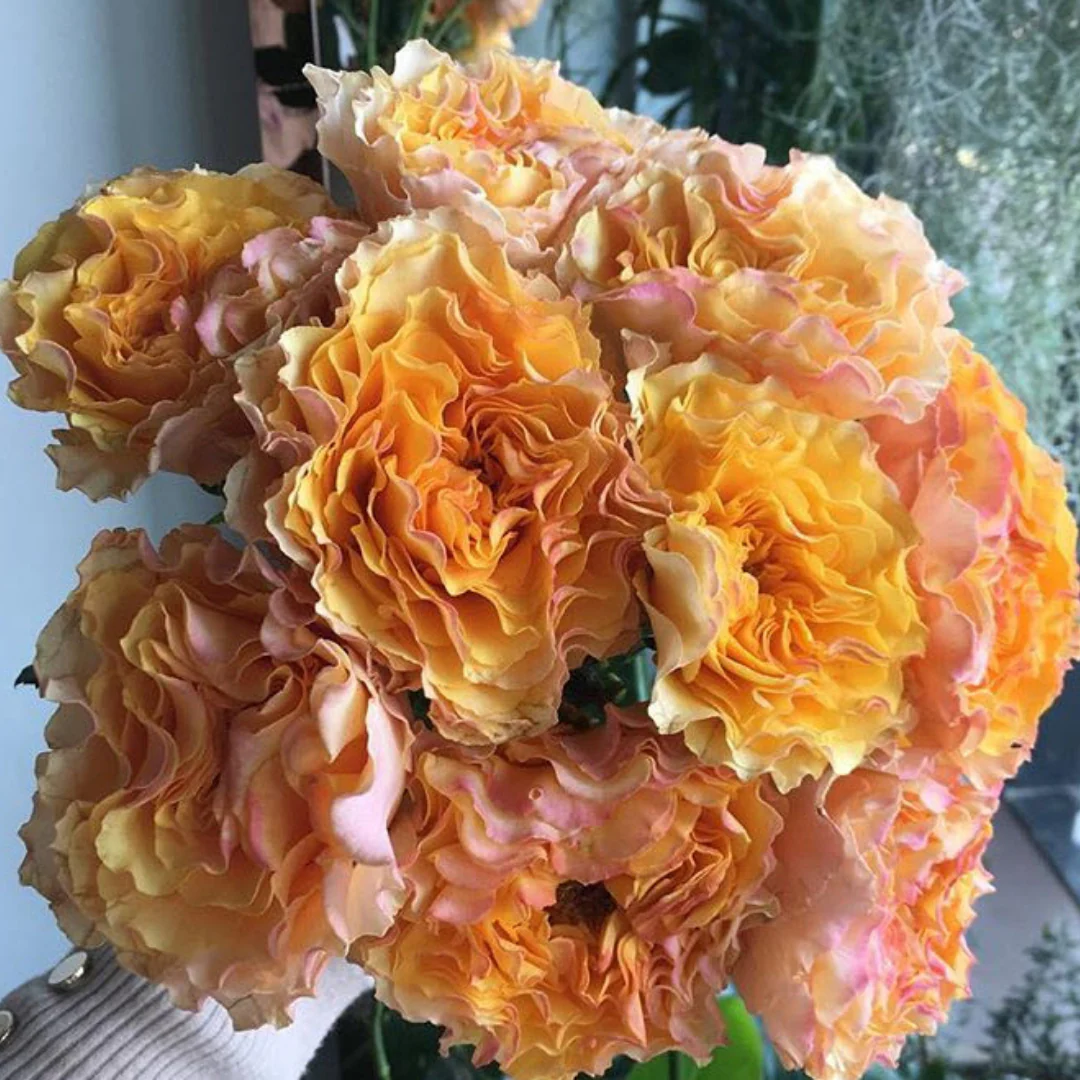 Mayra's Peach Garden Rose - Image 8