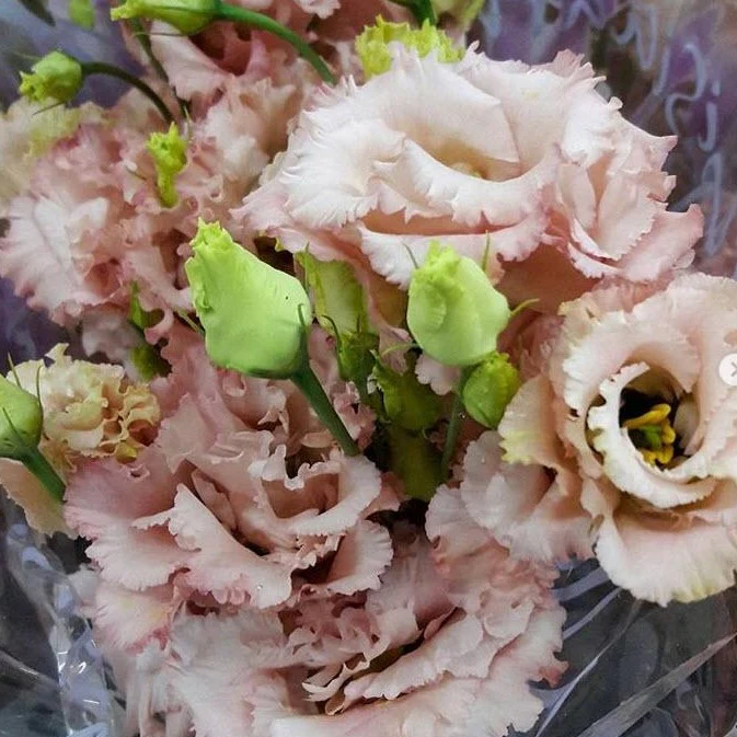 Peachy Pink Lisianthus Flower - Image 8