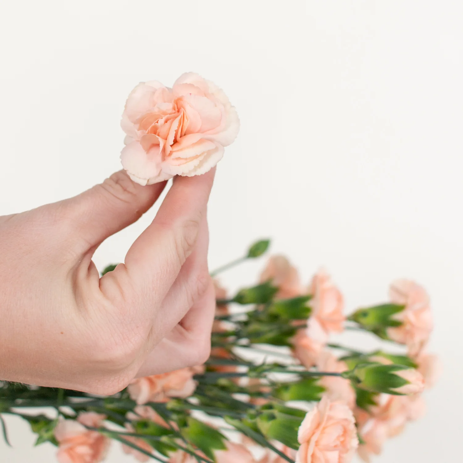Peach Mini Carnation Flower - Image 4