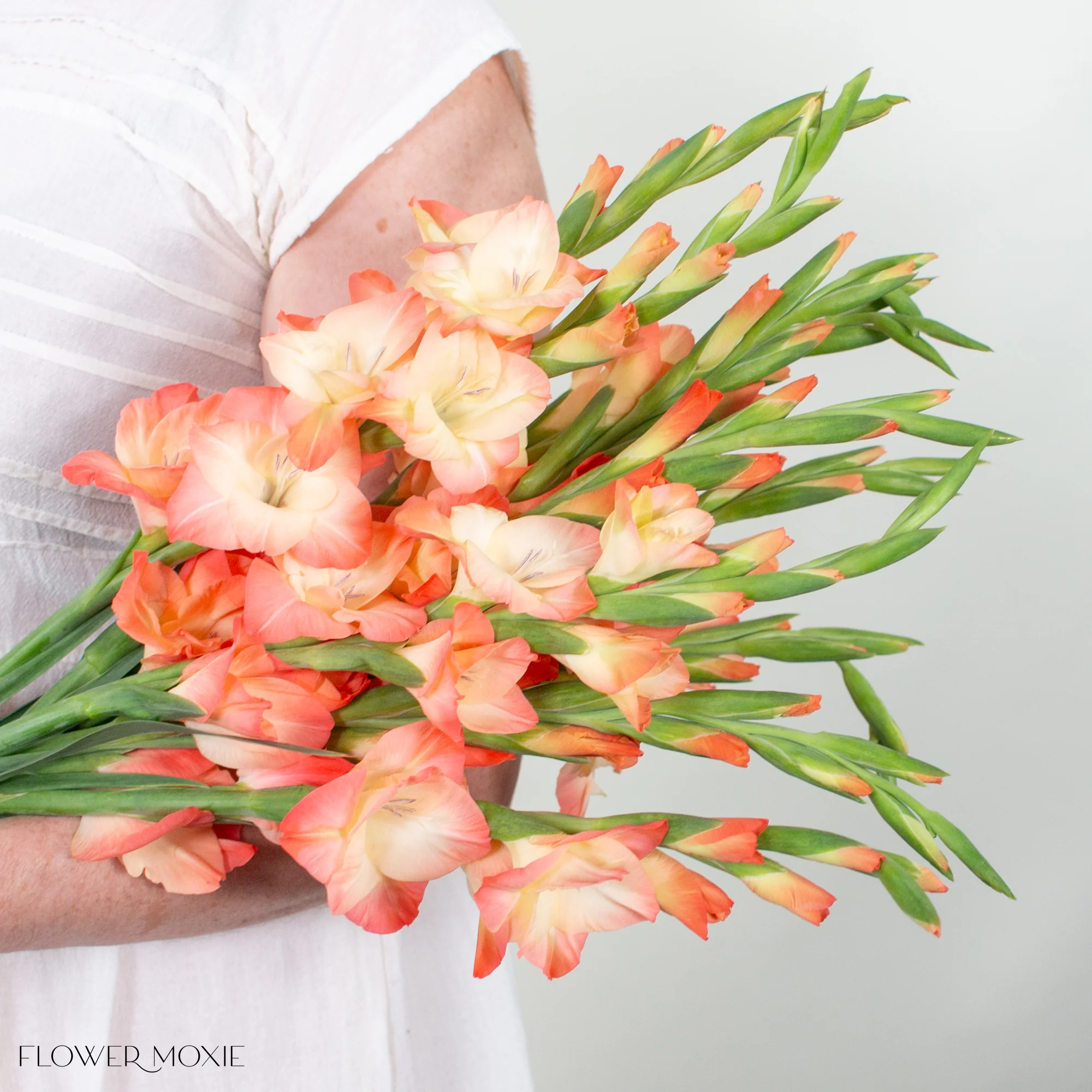 Peach Mini Gladiolus Flower - Image 4