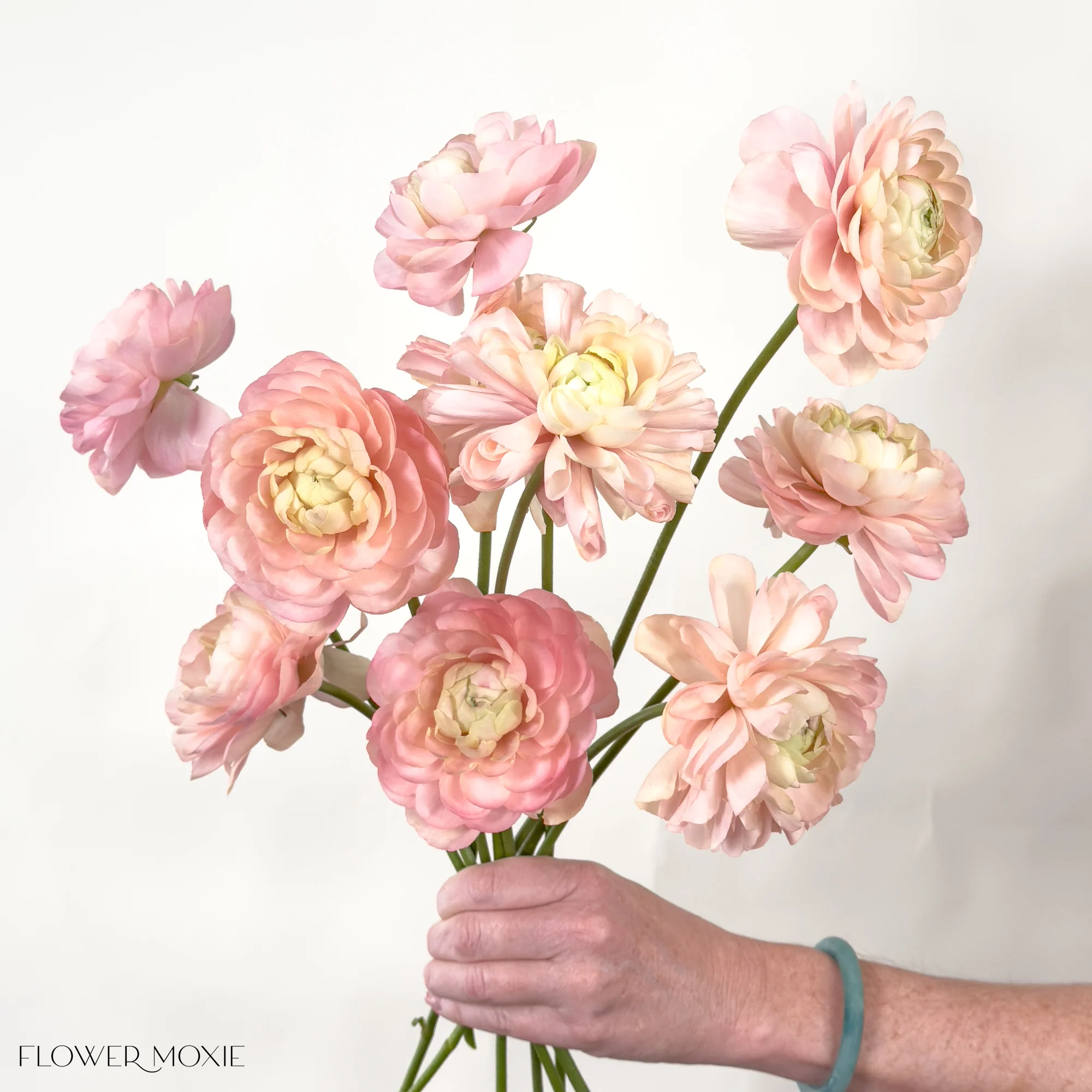 Peach Pastel Italian Ranunculus Flower - Image 3