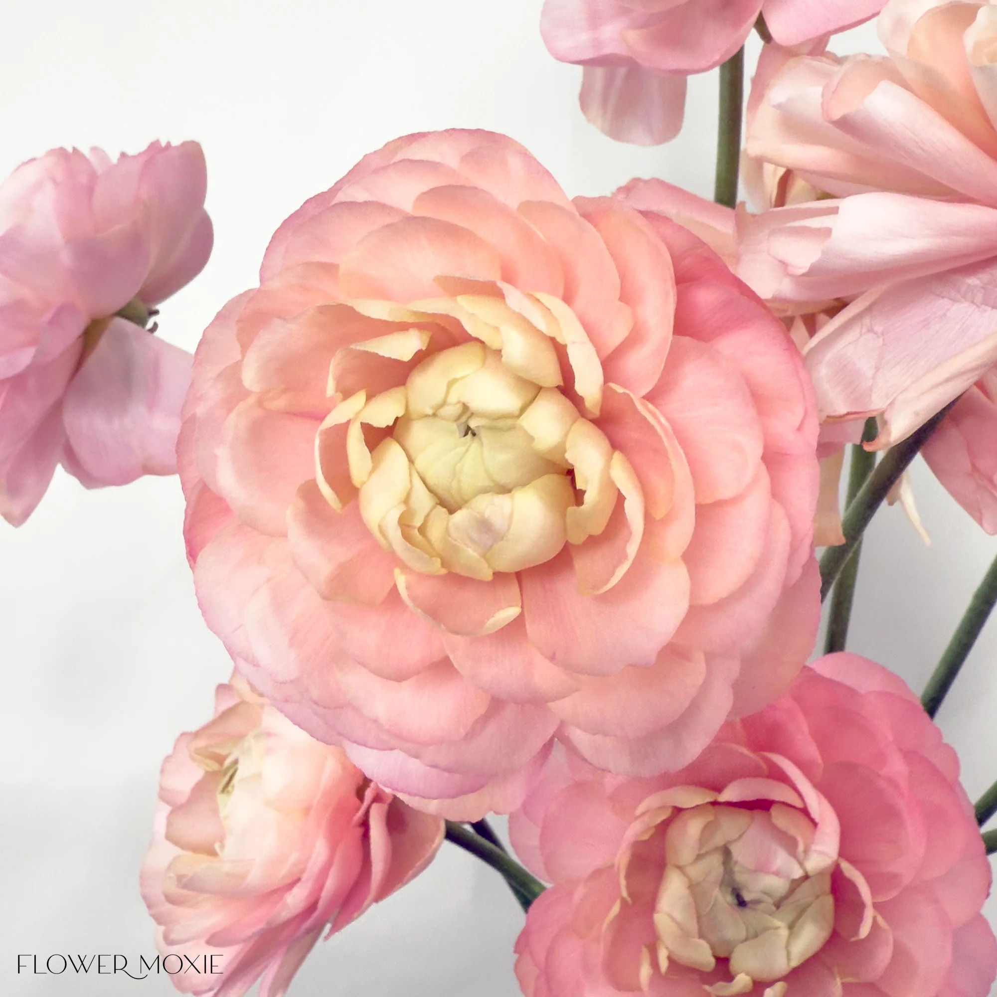 Peach Pastel Italian Ranunculus Flower - Image 6