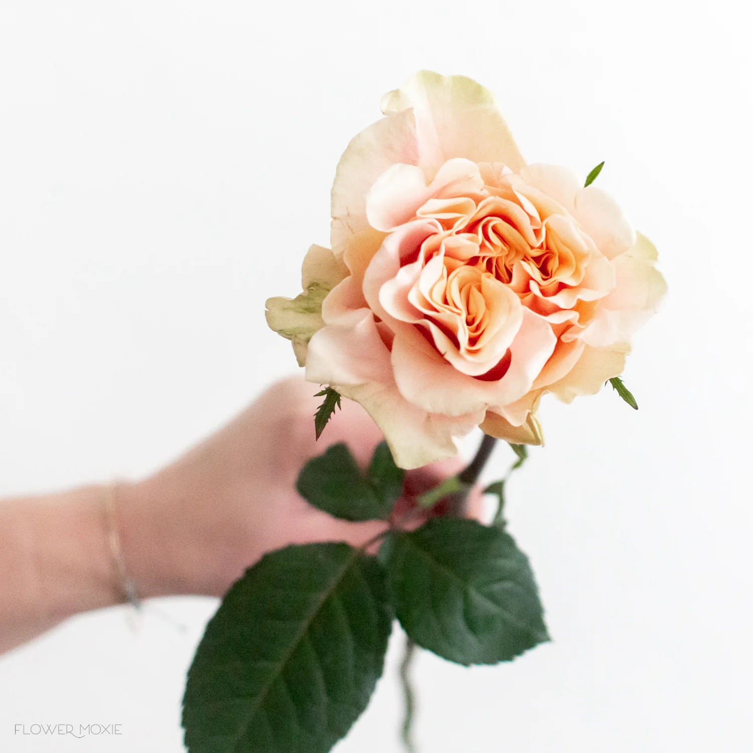 Peach Phoenix Rose - Image 2