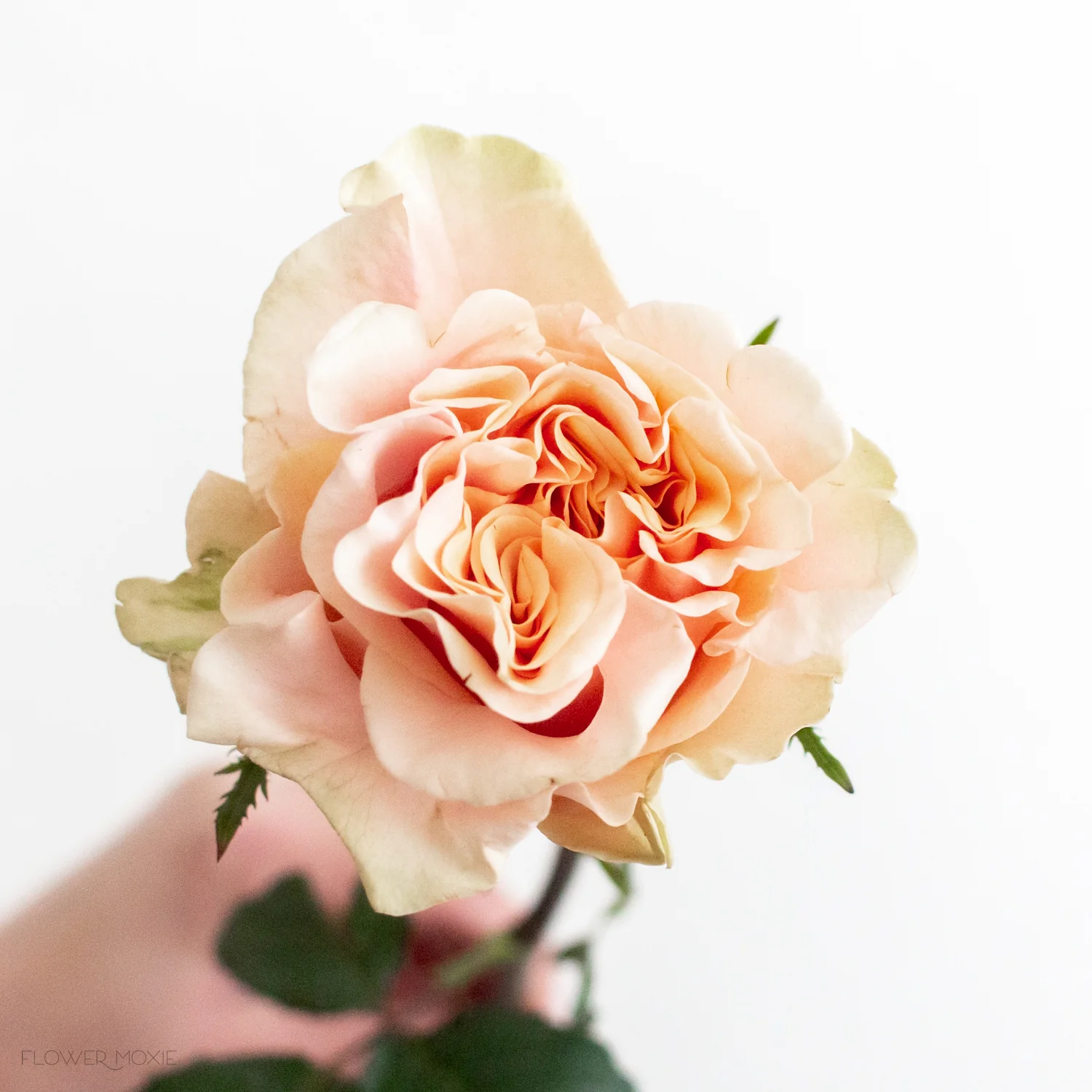 Peach Phoenix Rose - Image 4