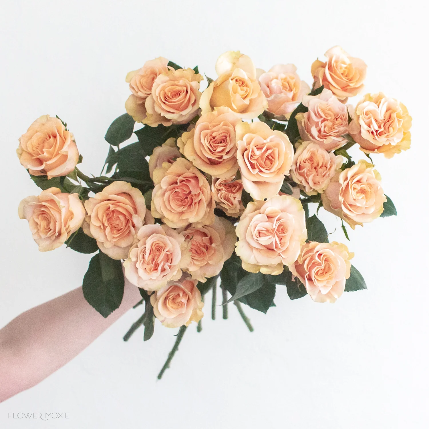 Peach Phoenix Rose - Image 5